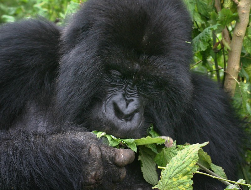 1 Day Bwindi Gorilla Trekking safari Uganda