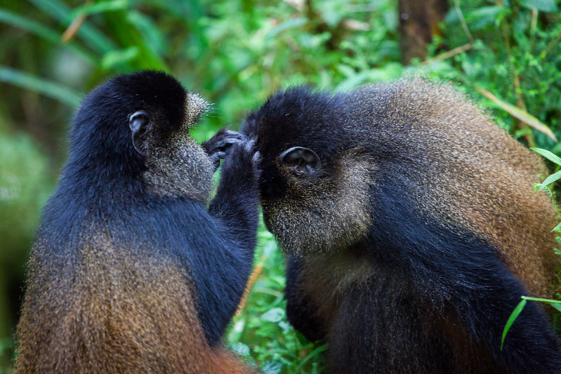 2 days Rwanda Golden Monkey trekking and tracking - Volcanoes National park