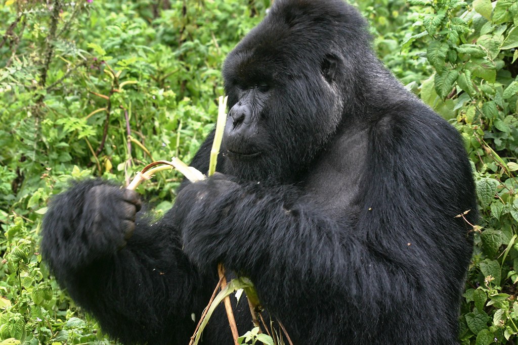 3 days Bwindi Gorilla Habituation uganda safari experience