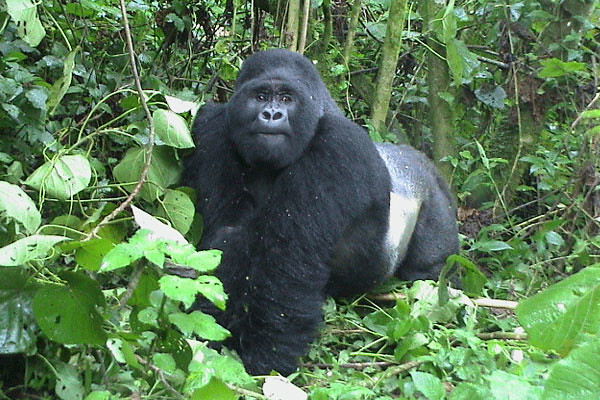 4 days Bwindi Double Gorilla Trekking Uganda Safari