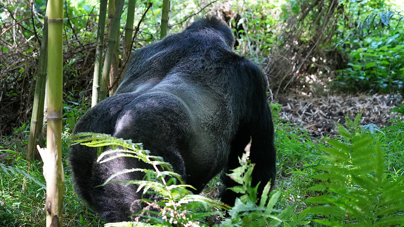 4 days double mountain gorilla gorilla trekking safari in Rwanda Volcanoes national park
