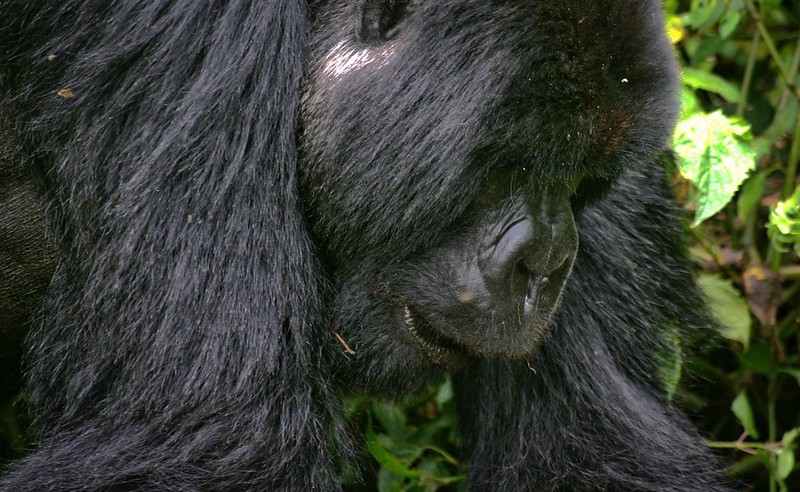 4 days Bwindi Gorilla trekking & Lake Bunyonyi safari Uganda