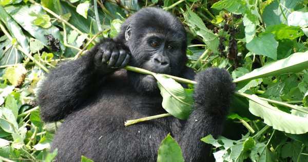 4 days mountain gorilla trekking and Batwa experience in Bwindi Impenetrable National Park