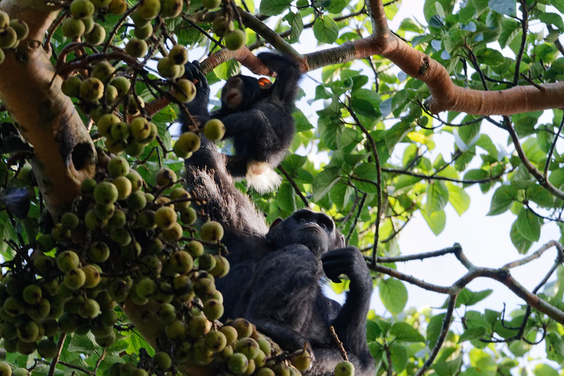 5 days Gorilla & Chimpanzee Habituation safari expence in Kibale Forest National Park and Bwindi impenetrable national park