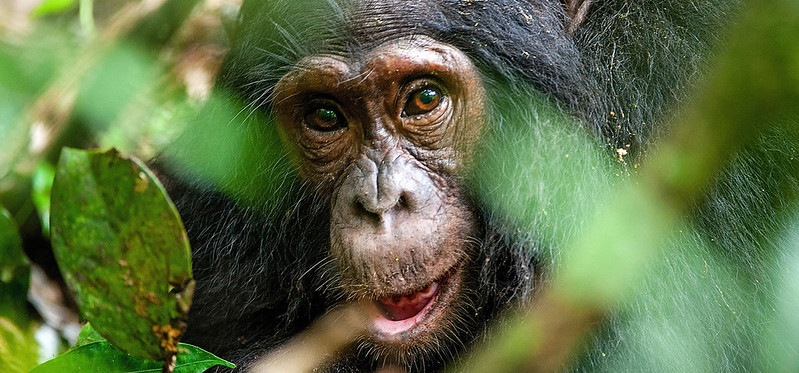 Chimpanzee tracking at Kyambura gorge-6 days Bwindi Gorilla habituation & wildlife safari with Lake Bunyonyi leisure