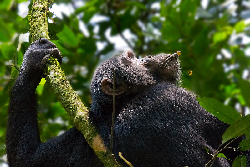 Chimpanzee tracking in Kibale Forest National Park on the 8 days Gorilla trekking, chimpanzee tracking, wildlife & water rafting Uganda safari