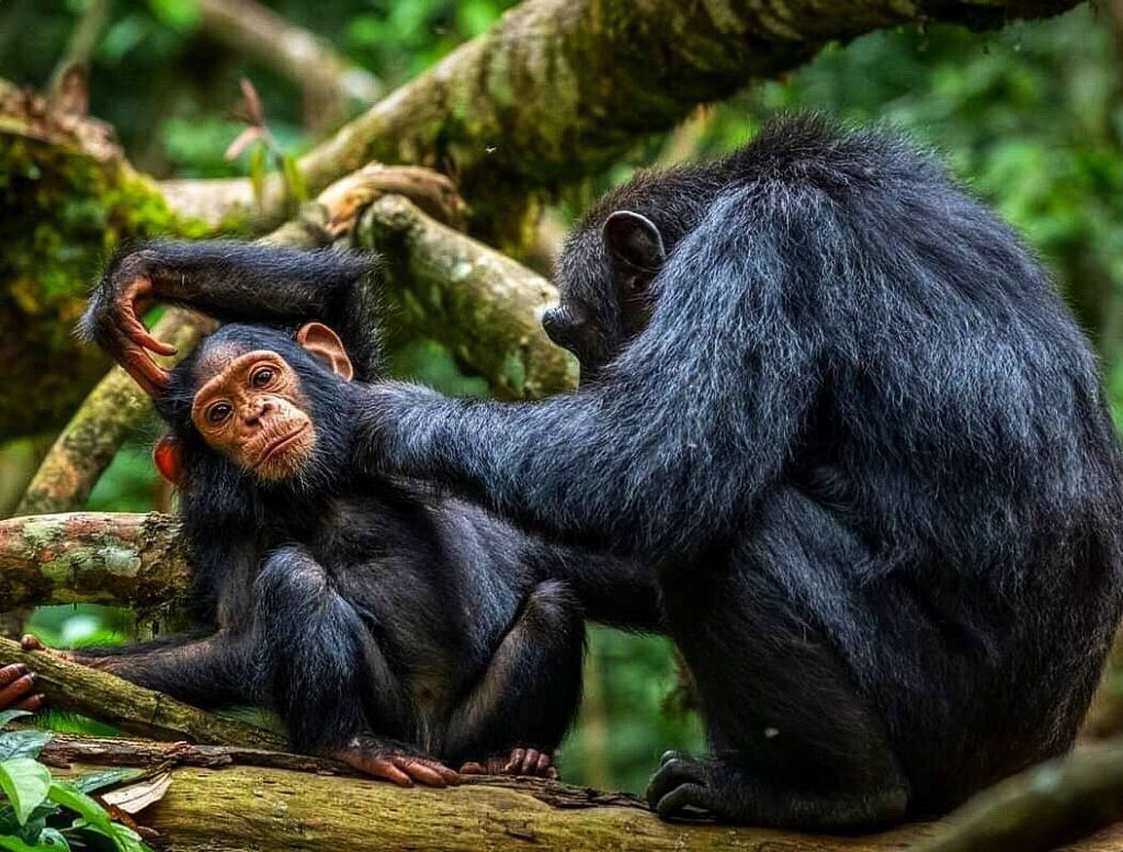 4 days Bwindi Gorilla trekking & Chimpanzee tracking Safari