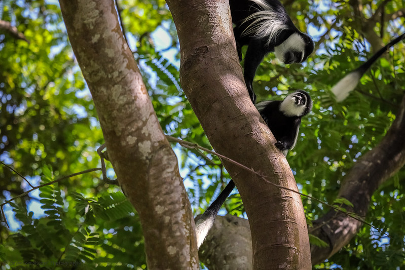 Entebbe Botanical gardens - 10 days Uganda Gorilla safari to Bwindi Impenetrable National Park, Kibale Forest National Park, Murchison Falls National Park, Queen Elizabeth National Park & Lake Bunyonyi