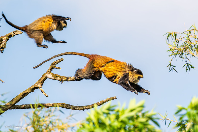 3 Days Rwanda Gorilla Trekking & Golden Monkey Tracking Safari 