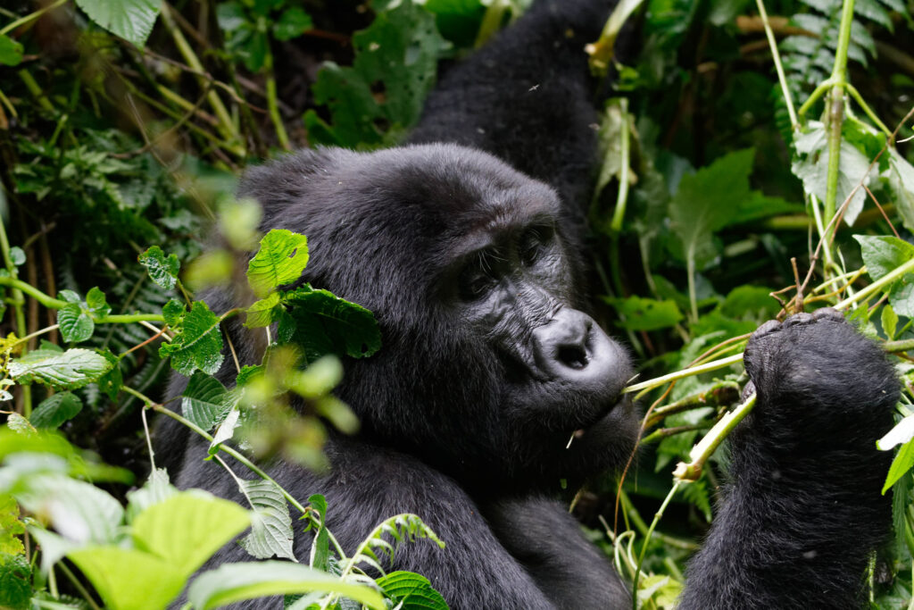 Gorilla Trekking Safaris in Uganda, Rwanda, Congo, Africa