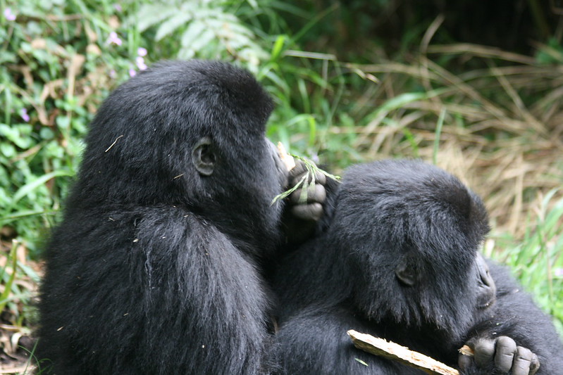 3 days Rwanda gorilla trekking safari in Volcanoes National Park
