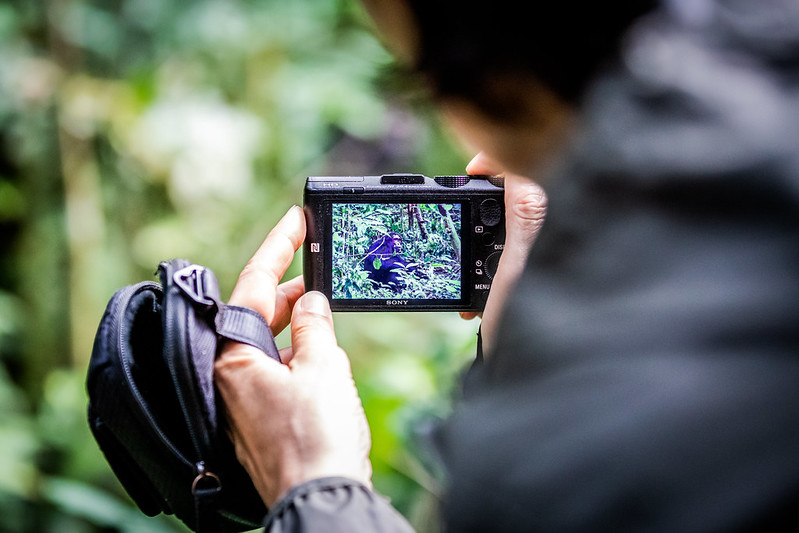 14 Days Uganda Gorilla Safari- chimpa trackingf in Kibale Forest National Park