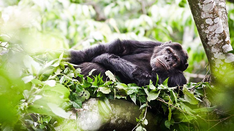 5 days Uganda gorilla trekking, chimpanzee tracking & wildlife safari- Queen Elizabeth National Park and Bwindi Impenetrable National Park