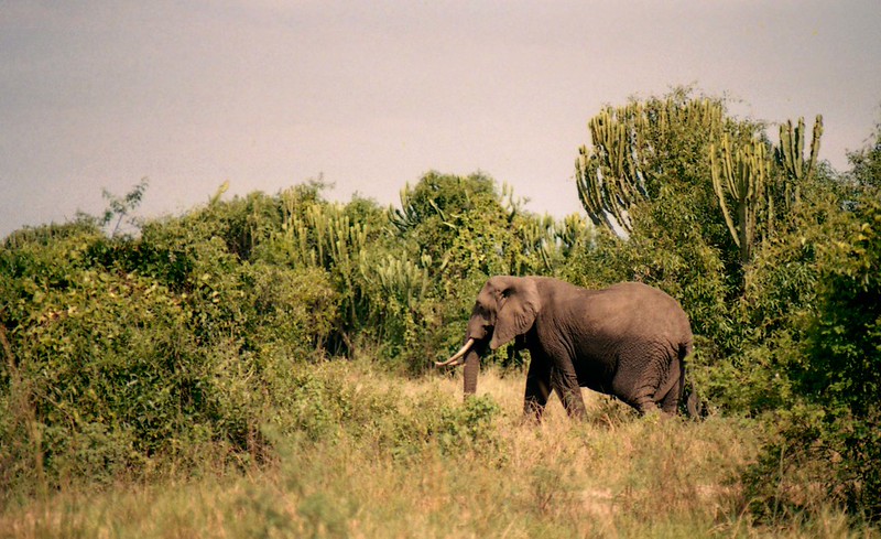 Elephant at Queen Elizabeth National Park on 14 days Rwanda Uganda Gorilla Safari