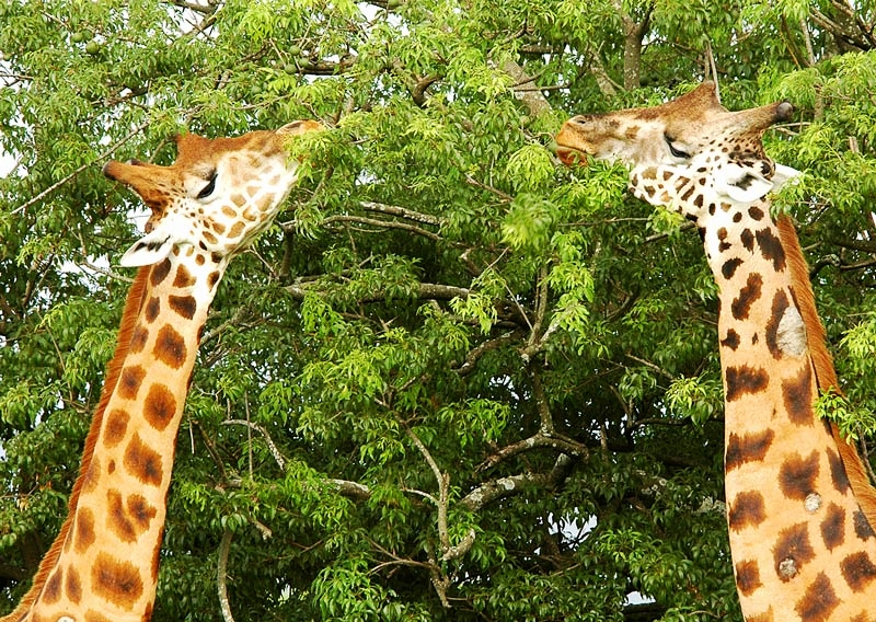 9 days murchison falls national park, Queen Elizabeth National park, Kibale forest national park, Queen elizabeth national park, Bwindi Impenetrable National park safari