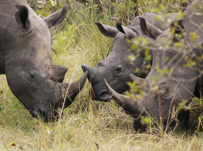 10 days Uganda Rwanda Gorilla &Wildlife Safari