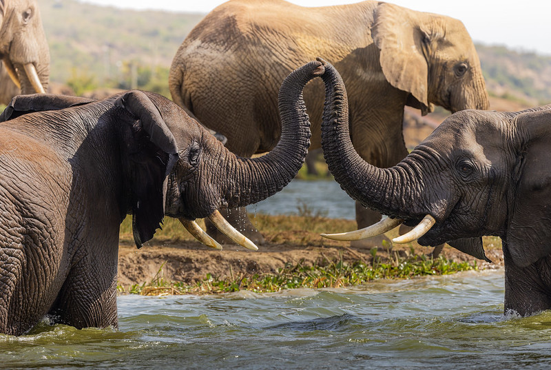 Kazinga channel game watching on a 10 days Rwanda Uganda Primates & Wildlife safari,chimpanzee tracking