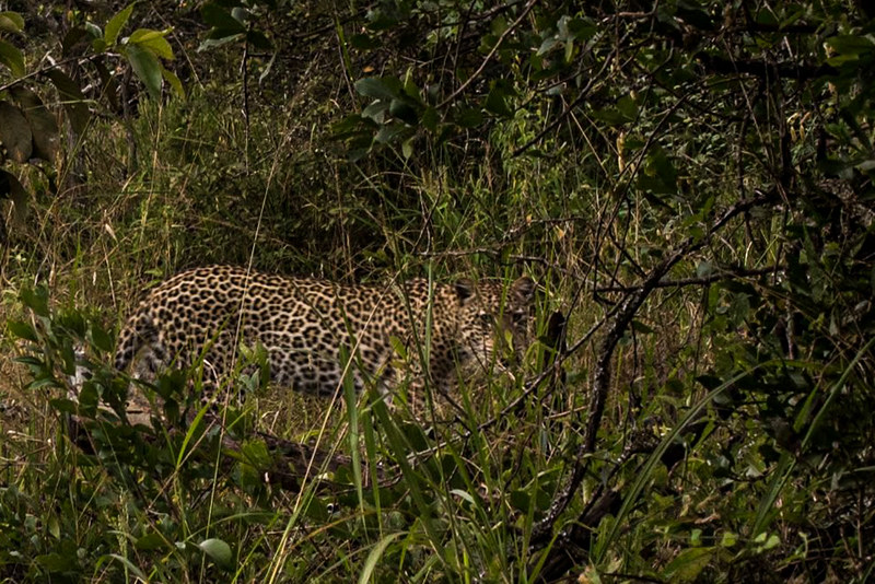 10 days rwanda gorilla safaris prmates, wildlife, Volcanoes National Park akagera national park nyungwe forest