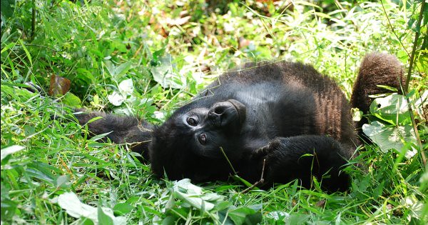 12 Days Uganda Gorilla trekking & Gorilla Trekking in Bwindi Impenetrable National Park and Rwenzori Mountains national Park