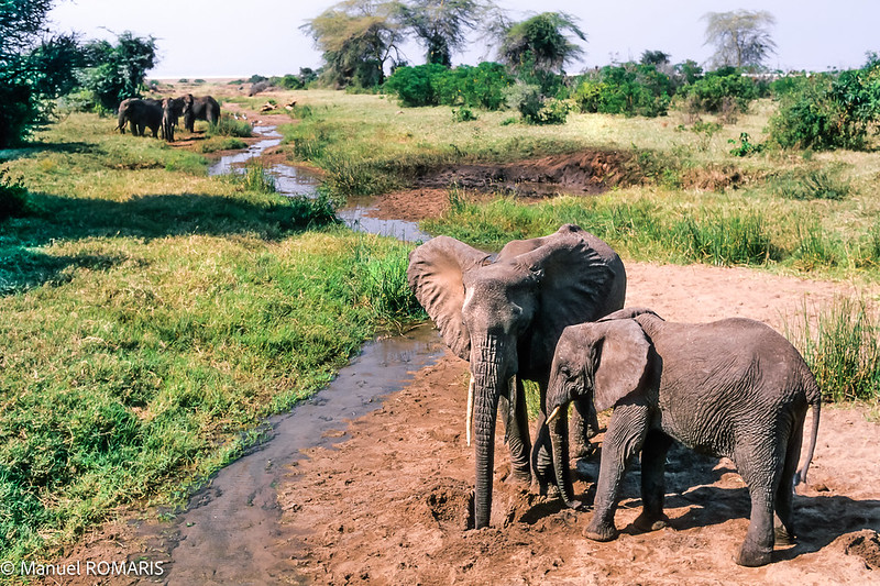 13 Days Luxury Tanzania Wildlife & Uganda Gorilla Trekking Safari Tarangire National Park, Serengeti National Park, Ngrongoro Crater in Ngorongoro Conservation Area, Bwindi Impenetrable Forest National Park, Gorilla Trekking, Wildlife tours