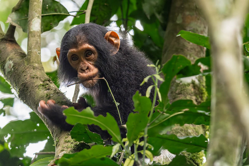 13 Days Rwanda UGanda Safari-Gorilla trekking chimpanzee tracking wildlife safari lake bunyony volcanoes national park kibale national park