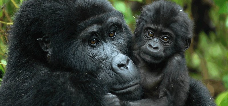 2 days Rwanda gorilla trekking safari in Volcanoes National Park