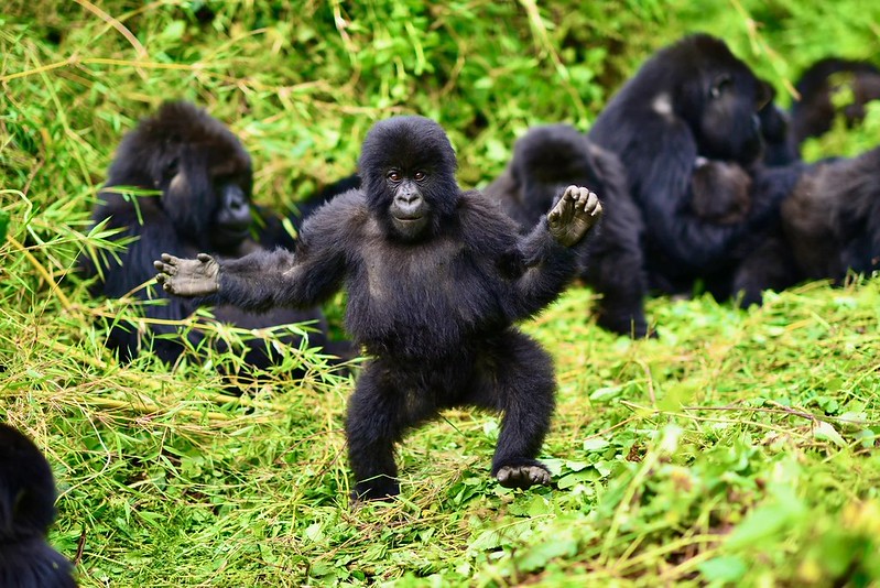 4 days Rwanda double gorilla trekking safari, Iby'Iwachu Cultural Village, Dian fossey grave/tomb visit, twin lakes of ruhondo & Burera, Kigali city tour, Golden Monkey tracking