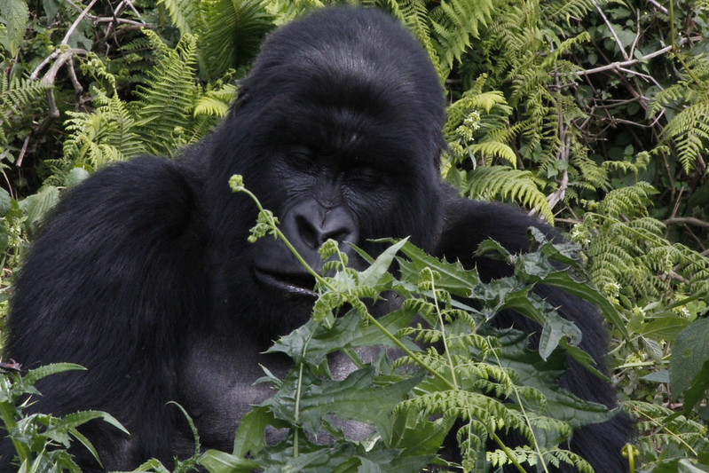 5 Days, 10 Days, 12 days and 7 days Uganda Rwanda gorilla trekking, chimpanzee tracking, wildlife safari