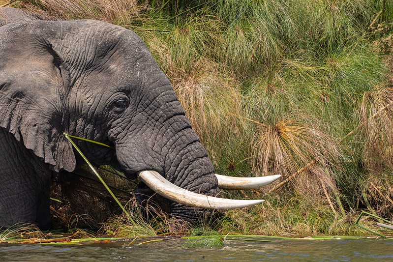 5 Days Rwanda Gorilla trekking & Wildlife Big Game safari