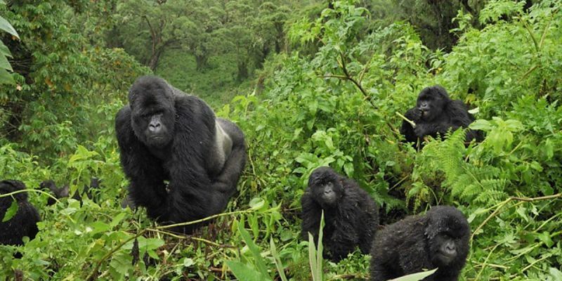 5 days, 6 days, 7 days, 8 days 9 days 10 days Rwanda Primates (Gorilla trekking & Chimpanzee tracking) Safaris
