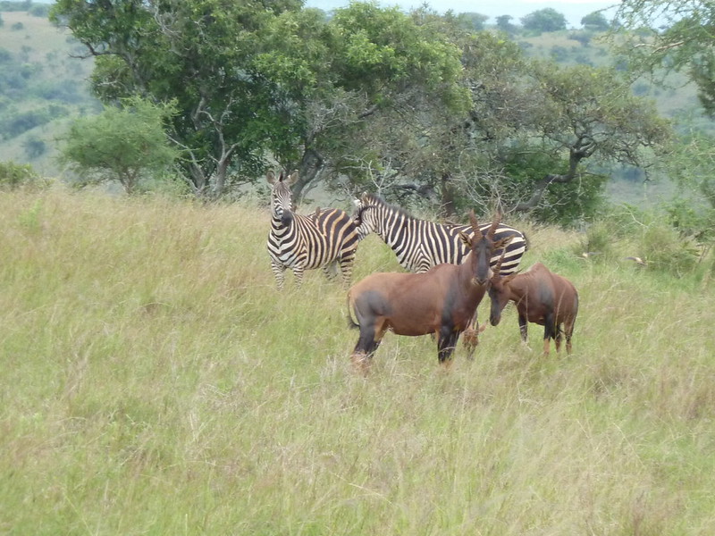 8 days rwanda wildlife safari-rwanda gorilla safari to akagera national park