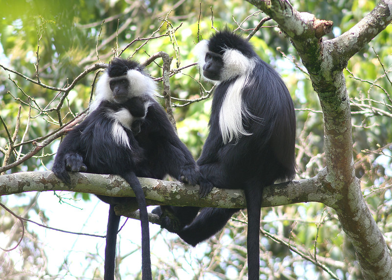 9 days Rwanda Gorilla Safari(gorilla trekking, primates, wildlife) wildlife tours