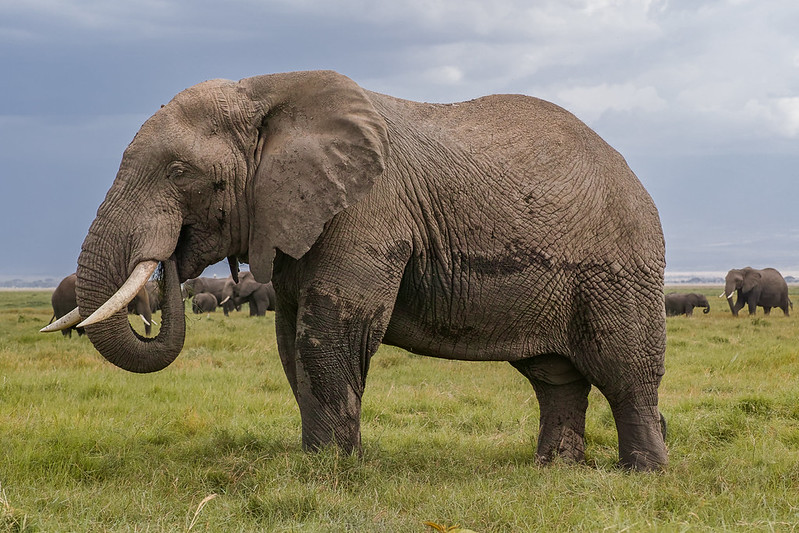 11 Days Rwanda gorilla trekking in Volcanoes National Park, Kenya wildlife safari in Masai Mara National Reserve, Amboseli National Park