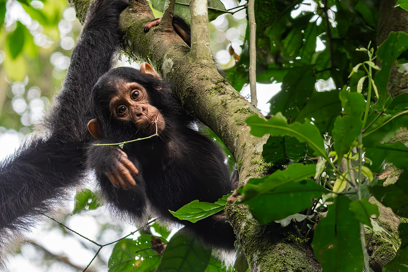 Chimpanzee tracking in kibale forest National Park, 10 days Uganda Gorilla trekking and Masai Mara Safari, chimpanzee tracking in Kibale forest national park