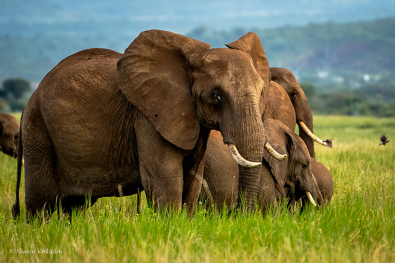 11 Days Luxury Rwanda gorilla Trekking & Kenya wildlife safari to Volcanoes National Park, Masai mara National Reserve, Lewa Wildlife Conservancy