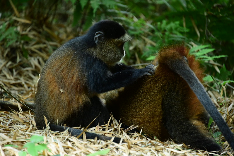 Golden Monkey Tracking in Volcanoes National Park-9 Days Rwanda gorilla trekking volcanoes national park and Tanzania wildlife safaris Big Five in serengeti national park lake manyara, tarangire, arusha