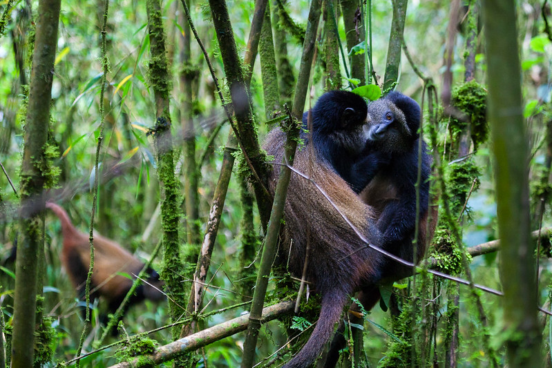 Golden Monkey in Tracking Rwanda Uganda for 15 days Rwanda Congo Uganda Gorilla Safari