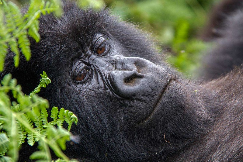 Gorilla trekking Sectors in Bwindi Impenetrable National Park Uganda of Nguringo
