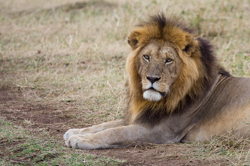 15 days luxury Uganda gorilla trekking, Kenya, Tanzania safari. Volcanoes National Park Serengeti National Park, Ngorongoro Crater, Masai Mara National Reserve, wildlife safaris, Kenya safaris, Tanzania safaris, Big Five