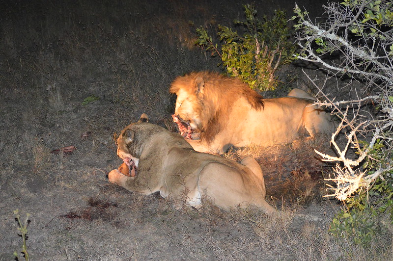 11 days Luxury Rwanda gorilla trekking in volcanoes national park and Kenya wildlife safari to Olpejeta Conservancy & Masai Mara National Reserve flying tour