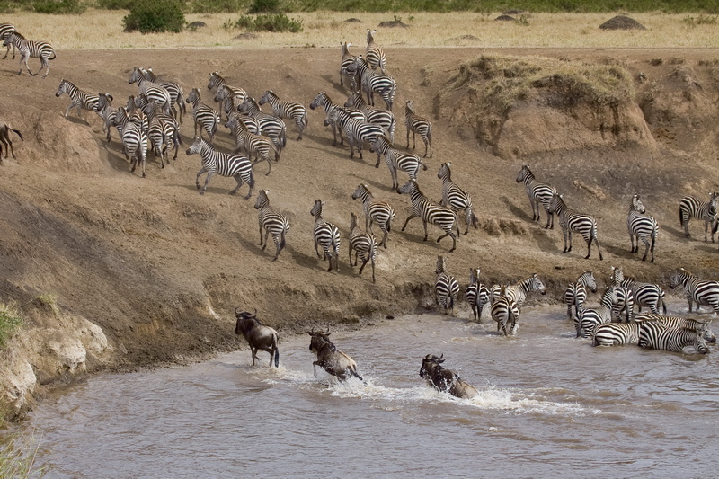 12 days Rwanda gorilla trekking volcanoes National park, Kenya wildlife safari in Borana Conservancy Laikipia & Masai Mara National Reserve North Conservancy