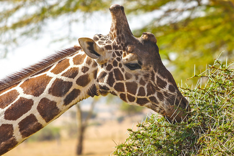 11 Days Bwindi Impenetrable National Park, Lewa conservancy, Masai Mara National Reserve. Uganda Gorilla trekking , Kenya Wildlife Safari