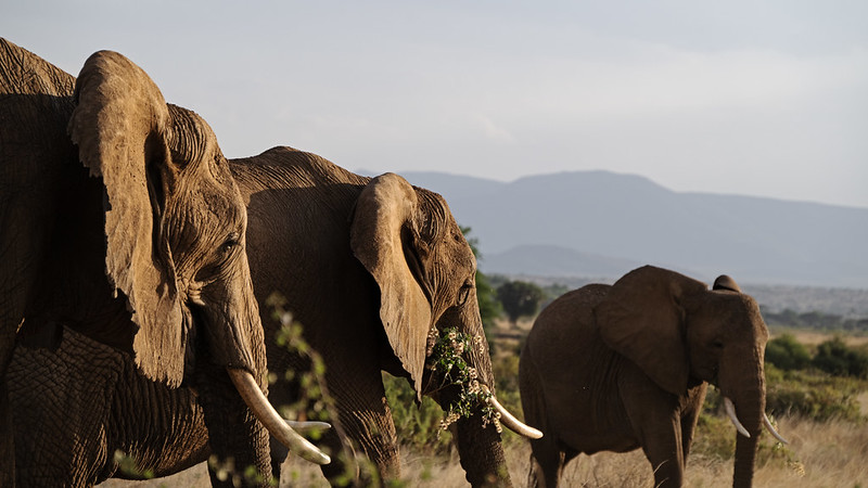 10 days Luxury Rwanda gorilla trekking, Kenya Masai Mara National Reserve wildlife Safari, Samburu National Reserve, Volcanoes National Park