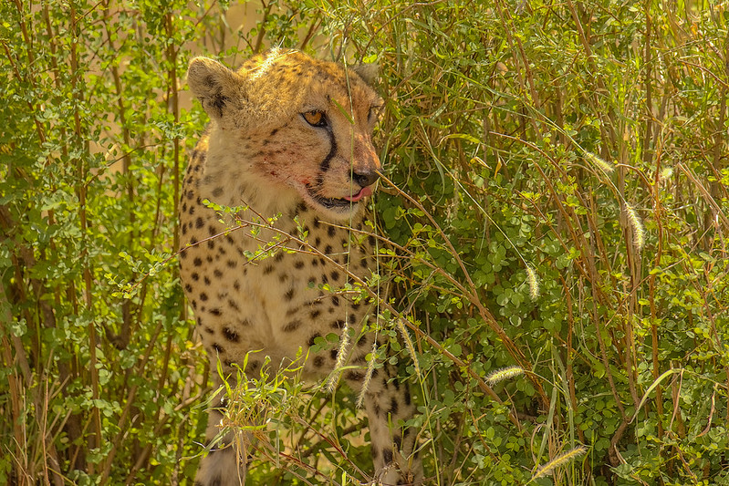 10 days Rwanda Gorillas & Tanzania Safari to Serengeti National Park, Tanzania Wildlife Safaris - 10 Days Rwanda Gorilla Trekking & Wildlife Safari