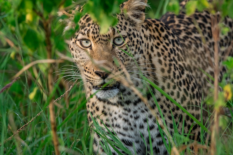 Serengeti National Park on a 9 days Rwanda gorilla trekking & Tanzania Wildlife safari to Ngorongoro Crater, serengeti National park