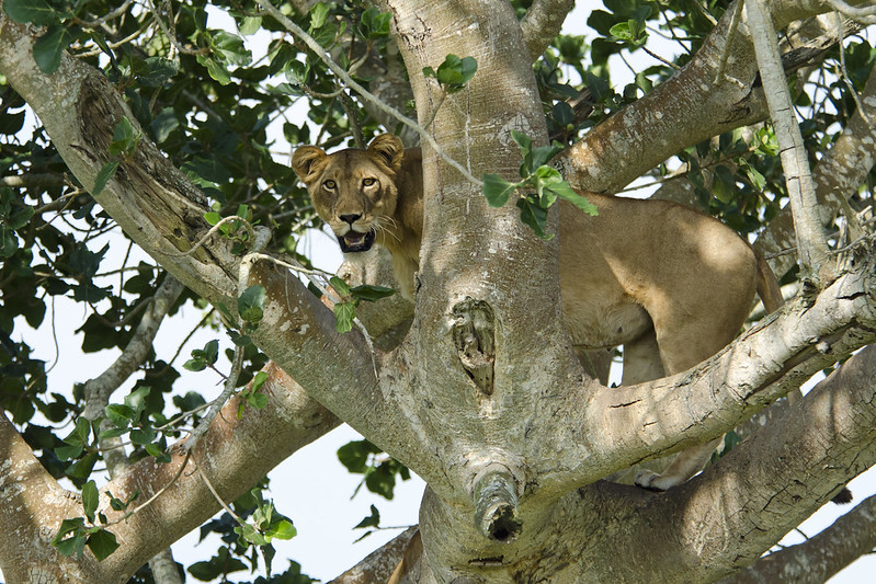 Tree climbing Lion on a 7 days Uganda Rwanda safari to Kibale forest national Park volcanoes National Park and Queen Elizabeth National Park