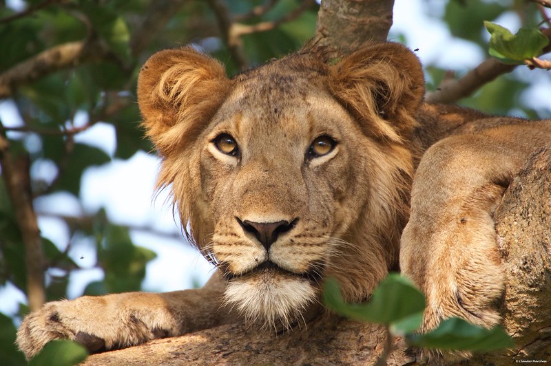 15 Days Congo Rwanda Uganda horilla trekking safari, chimpanzee trekking, golden monkey tracking, wildlife safari, and primates