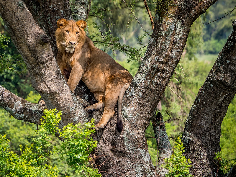Tree climbing Lions in Queen Elizabeth National Park - 13 days Uganda Rwanda safari for gorilla trekking chimpanzee tracking Big Five game viewing safari