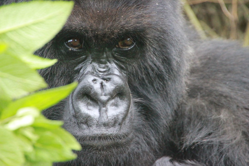 Volcanoes National Park - 10 Days Rwanda Gorilla trekking and Masai Mara National Reserve wildlife safari