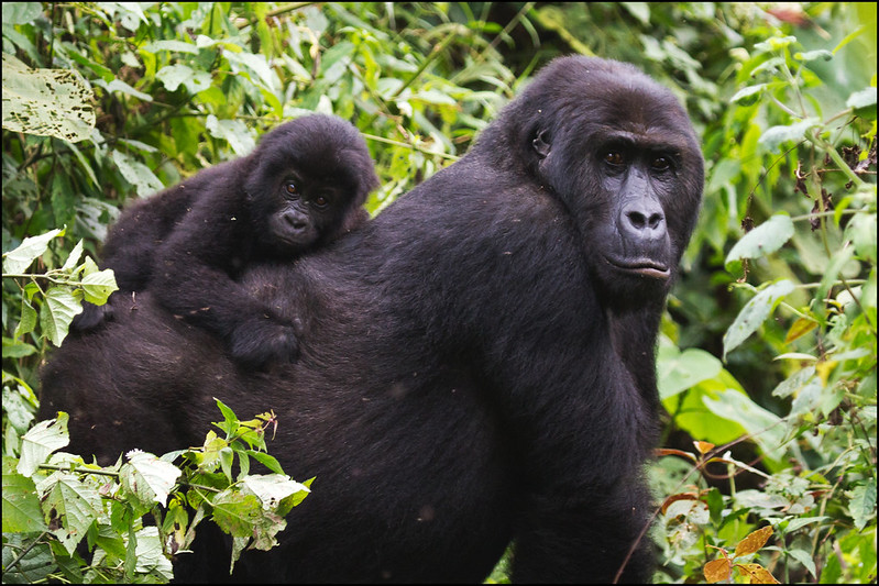 Eastern Lowland gorillas in Congo, Kahuzi Biega National Park, Maiko National Park